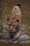 image of jaguar_car