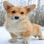 image of corgi #4