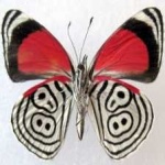 image of animal