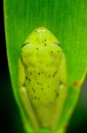 image of animal