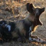 image of african_wild_dog #5