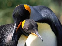 image of king_penguin
