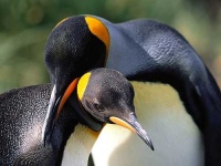 image of king_penguin #5