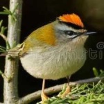 image of bird