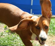 image of basset