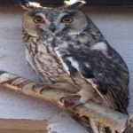 image of bird