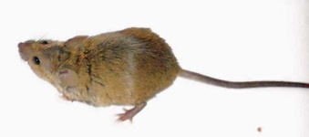 image of animal