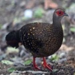 image of bird