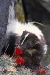 image of skunk