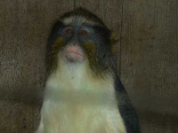 image of guenon