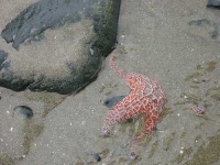 image of starfish