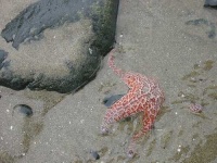 image of starfish #21