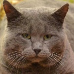 image of animal