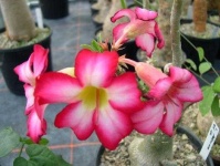 image of flower