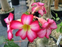 image of desert_rose #14