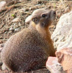 image of marmot