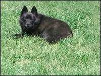 image of schipperke