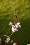 image of flower