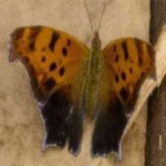 image of animal
