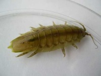 image of isopod