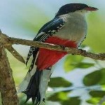 image of cuban_trogon #26