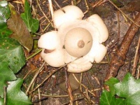 image of earthstar