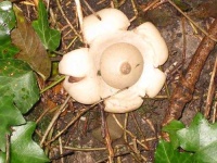 image of earthstar #34