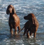 image of irish_setter #14