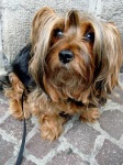 image of silky_terrier #15