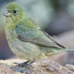 image of bird