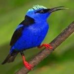 image of bird