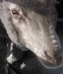 image of animal
