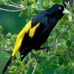 image of bird