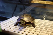 image of animal
