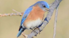 image of bluebird