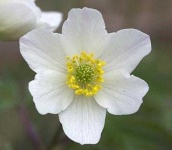 image of flower