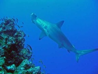 image of hammerhead