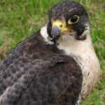 image of bird