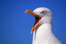 image of seagull