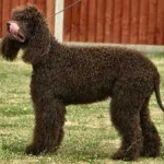 image of animal