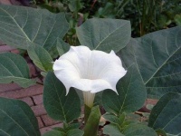 image of flower