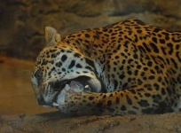 image of jaguar_car