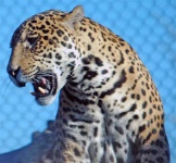 image of jaguar_car