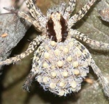 image of wolf_spider