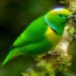 image of bird
