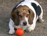 image of beagle