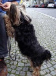 image of silky_terrier #8