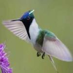 image of bird