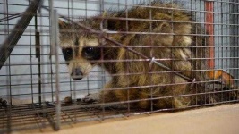 image of animal