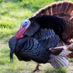 image of wild_turkey #0